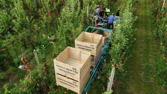 Transforming Orchards with Automation