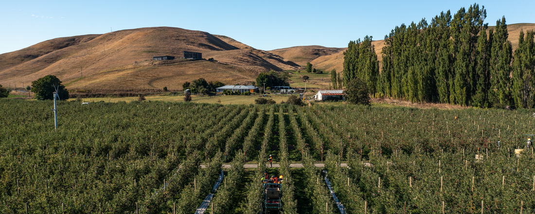 Observations from the Australian Citrus Industry